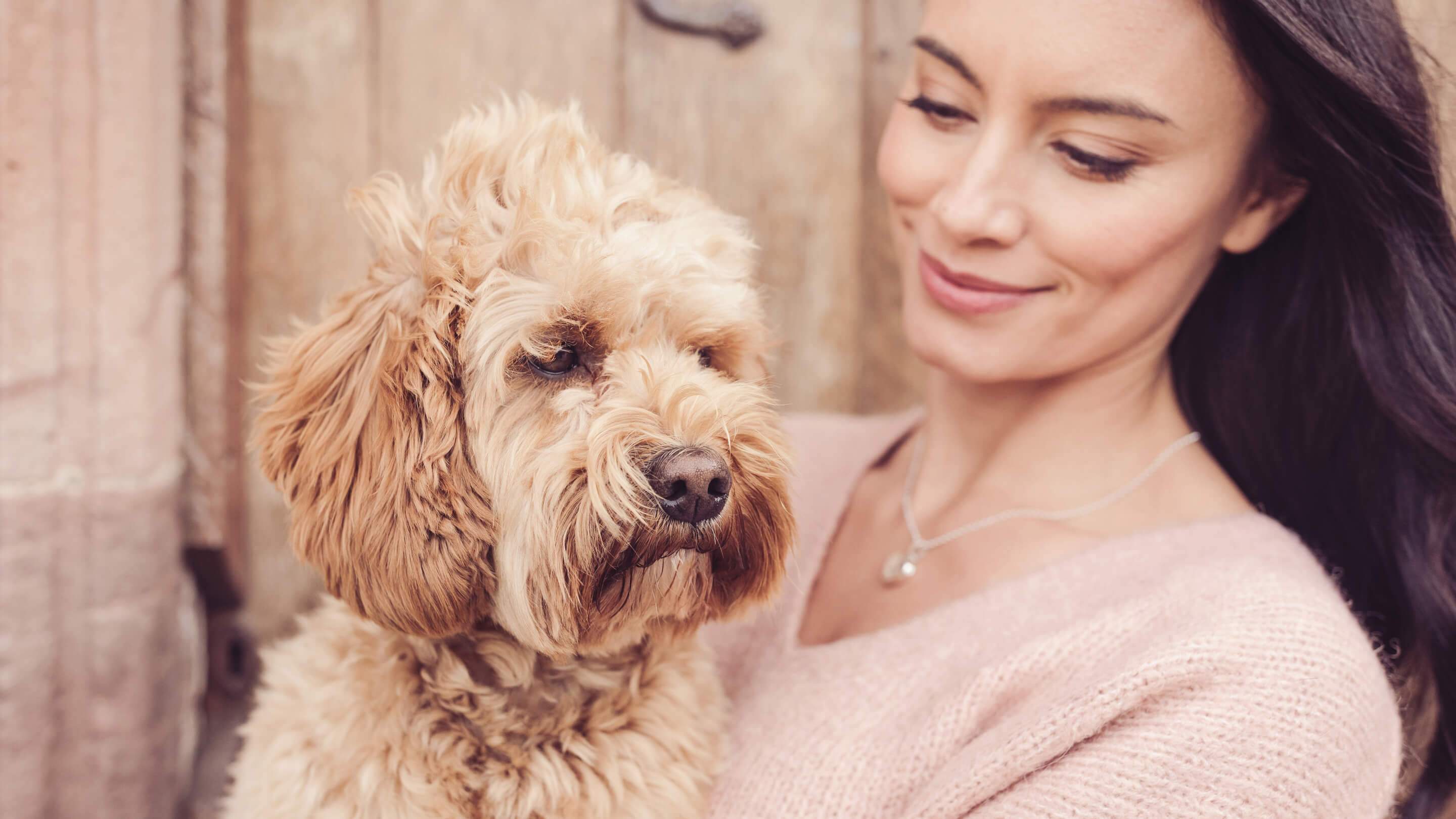 Our Favourite Christmas Jumpers for Pets