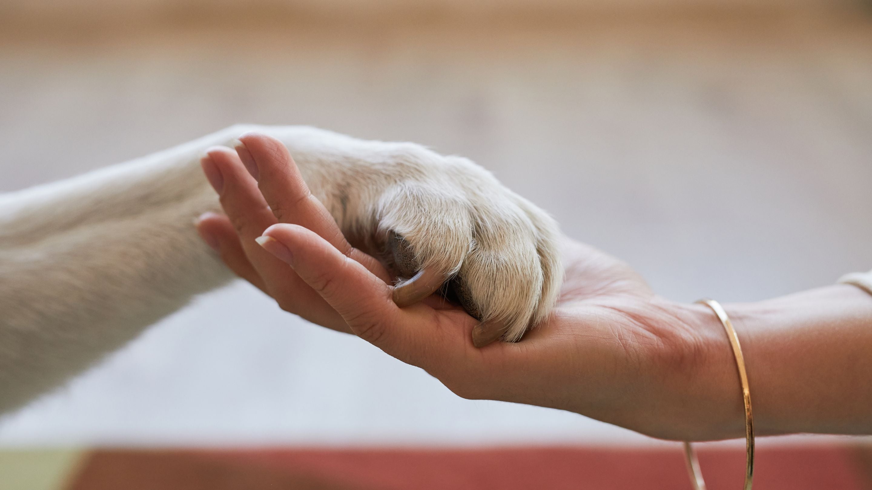 How to Take Pawprints for Pawprint Jewellery