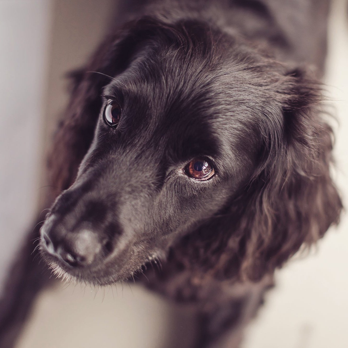 A black dog gazing up at the camera with bright eyes and a shiny coat