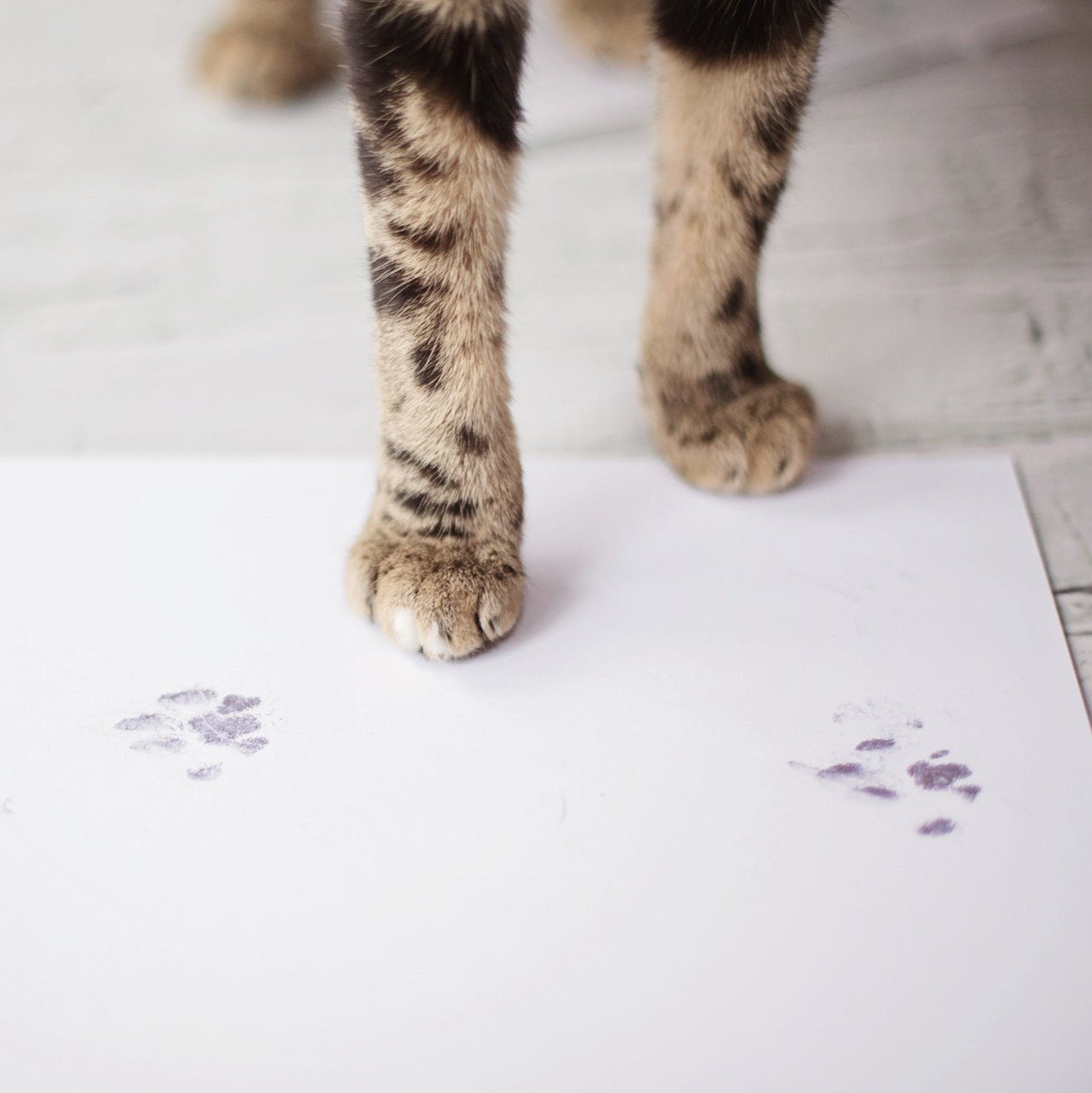 A cat stands on a piece of paper leaving pawprints, demonstrating the inkless print kit in use