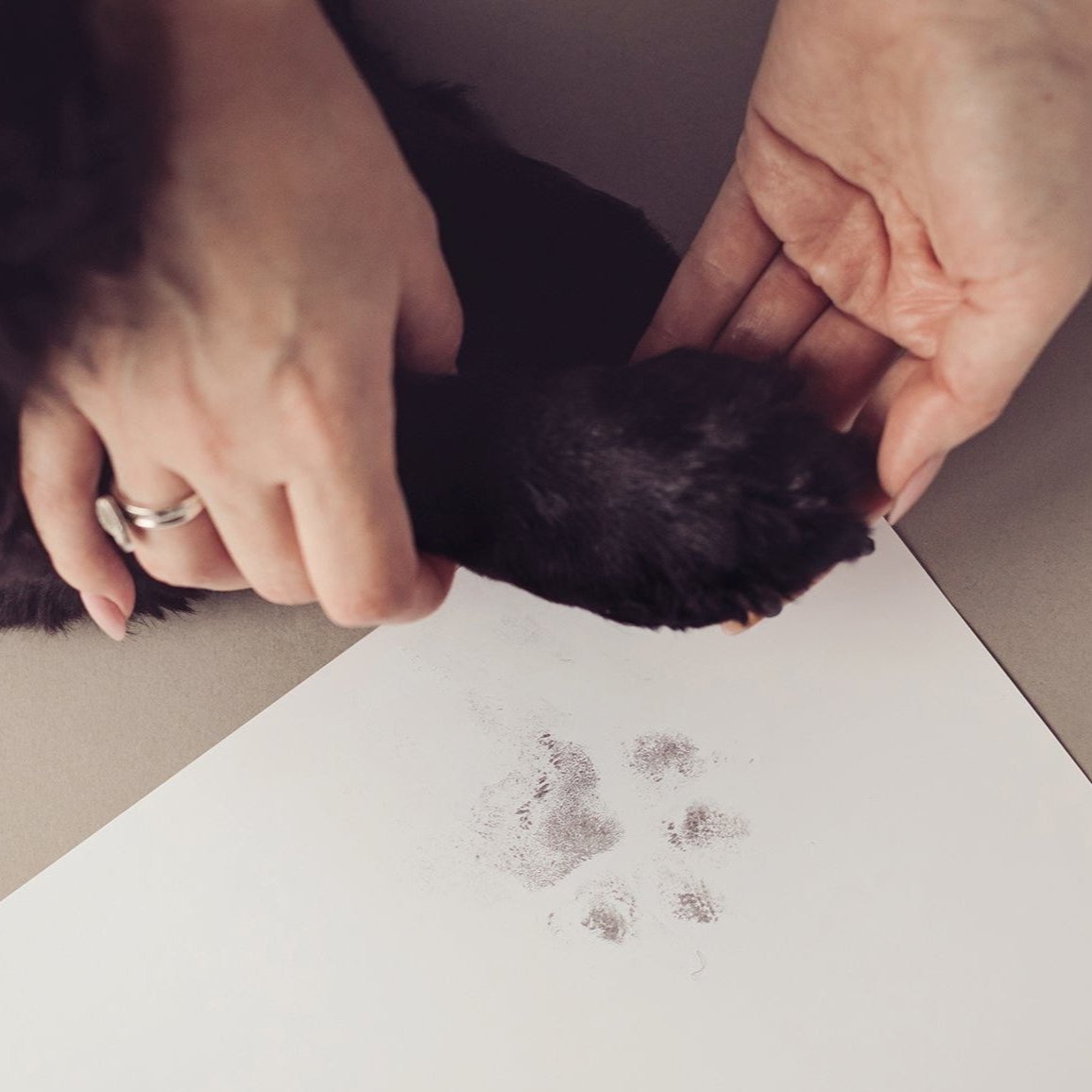 A hand gently holding a black dog's paw, demonstrating the use of an inkless print kit to capture pawprints